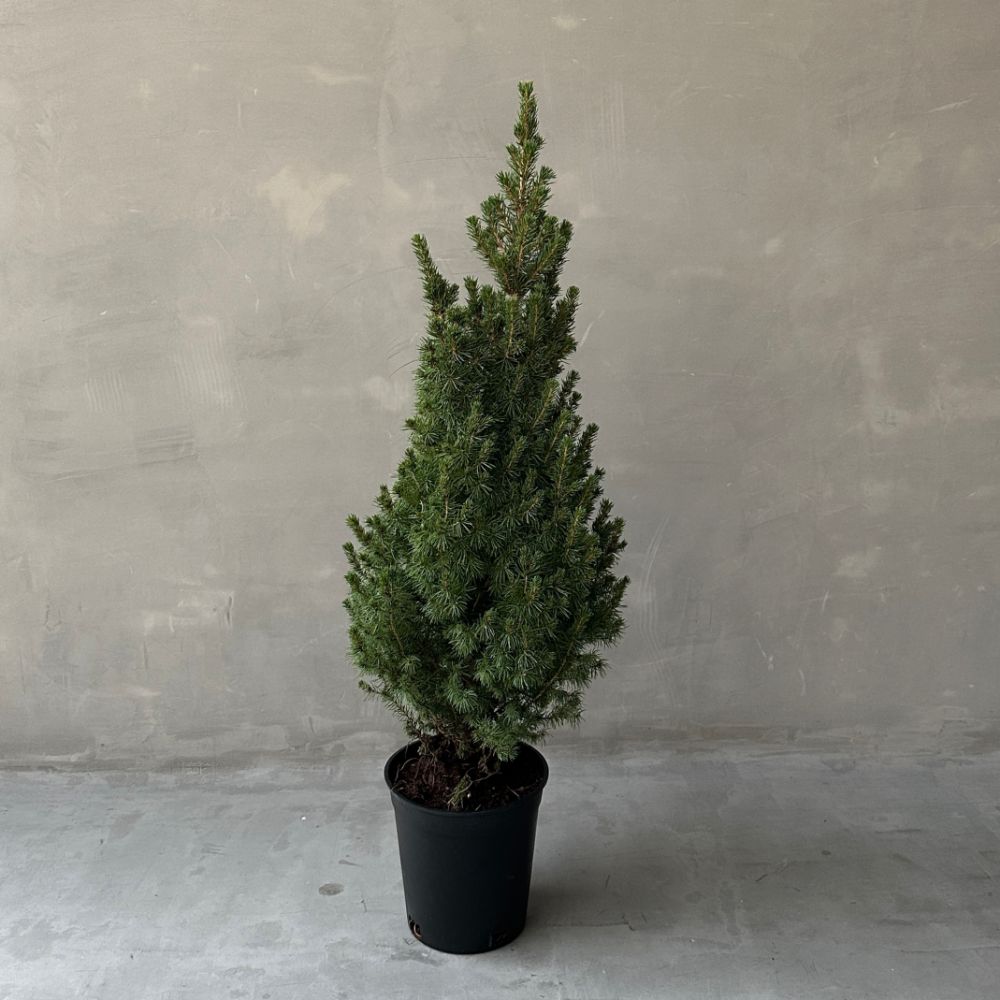 Picea Glauca Perfecta