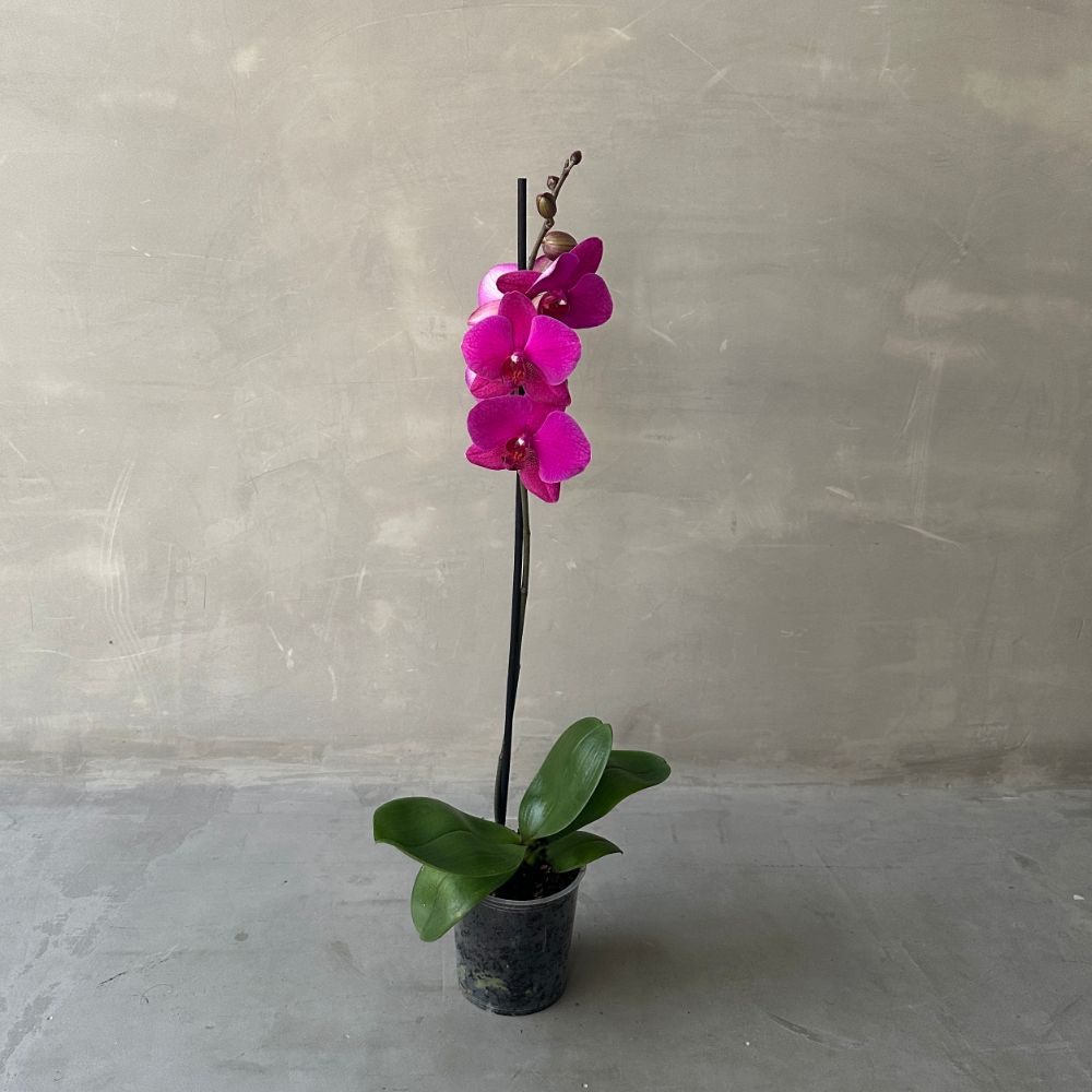 Phalaenopsis PH6