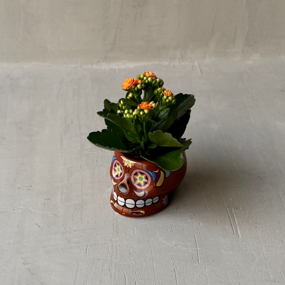 Kalanchoe Perfecta KAL02