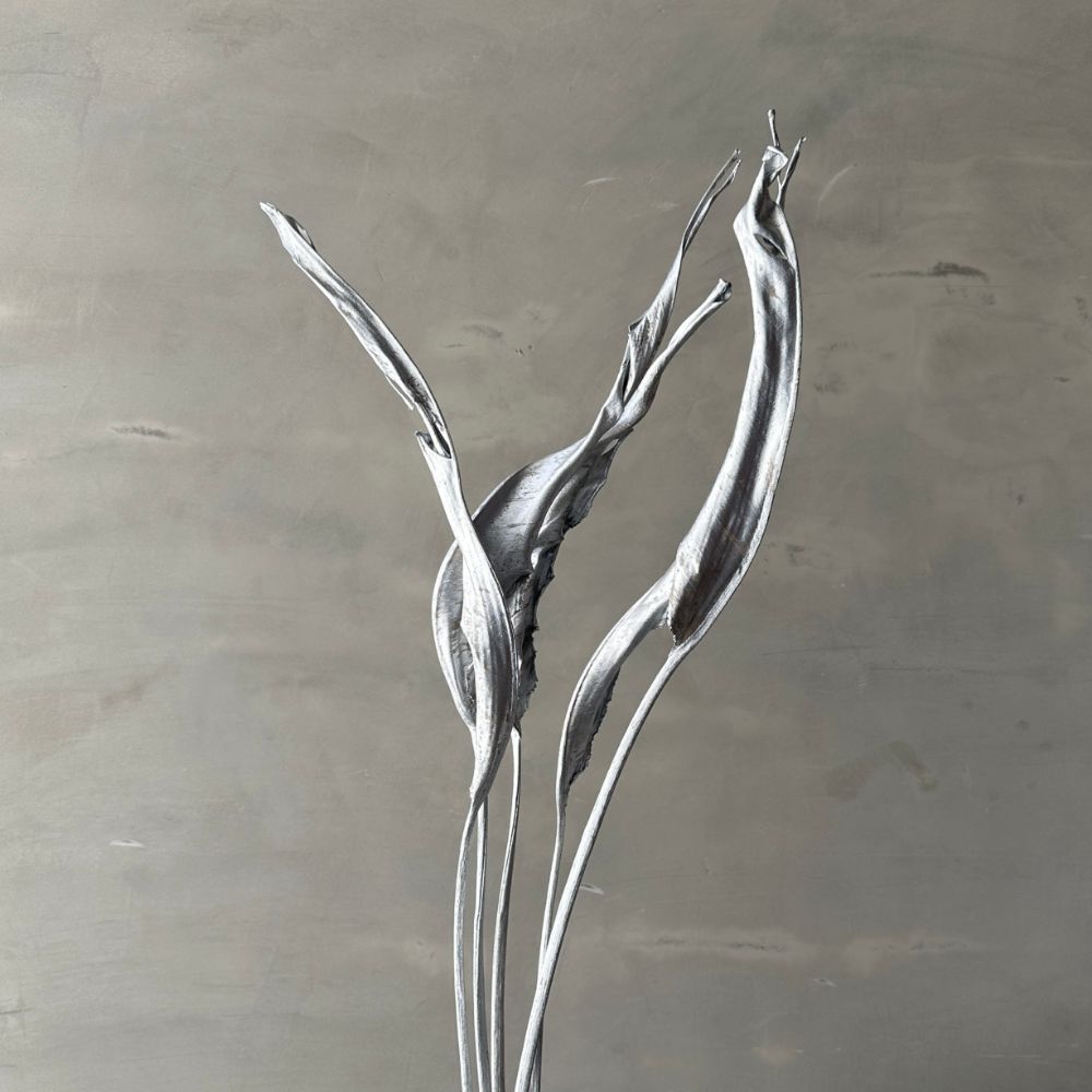 Strelitzia Dried Silver