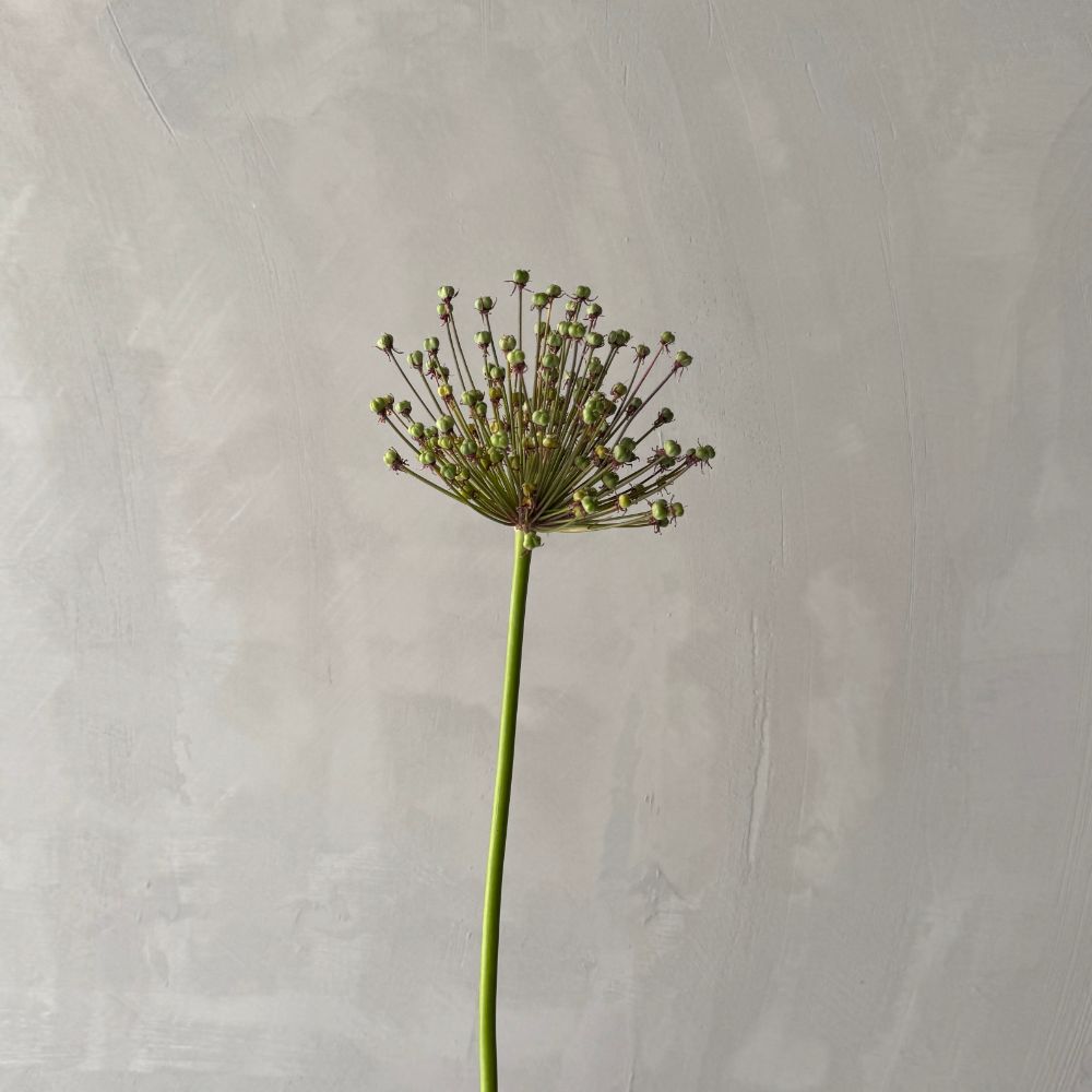 Allium Schubertii Spider