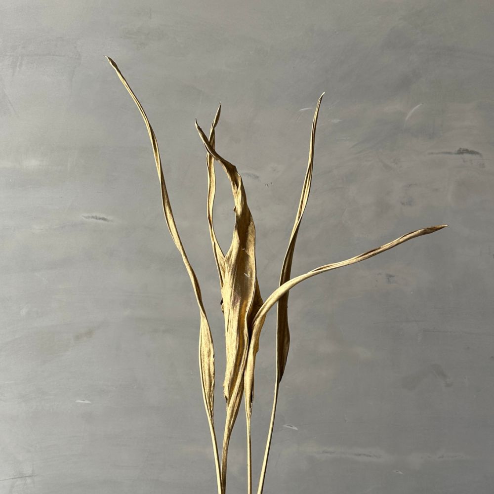 Strelitzia Dried Old Gold