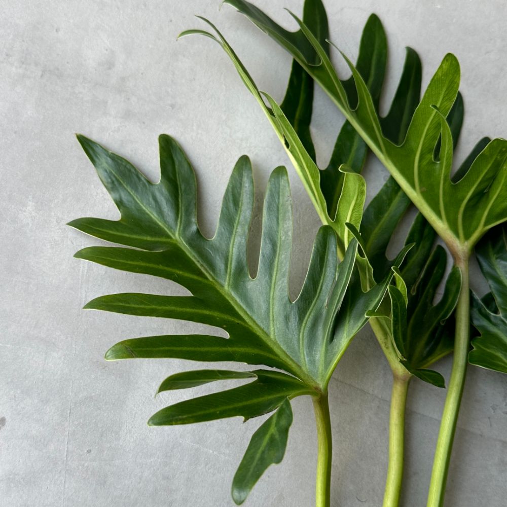 Philodendron Xantal