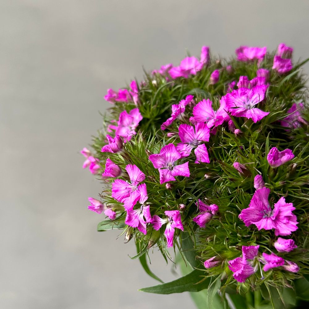 Dianthus Br Violet