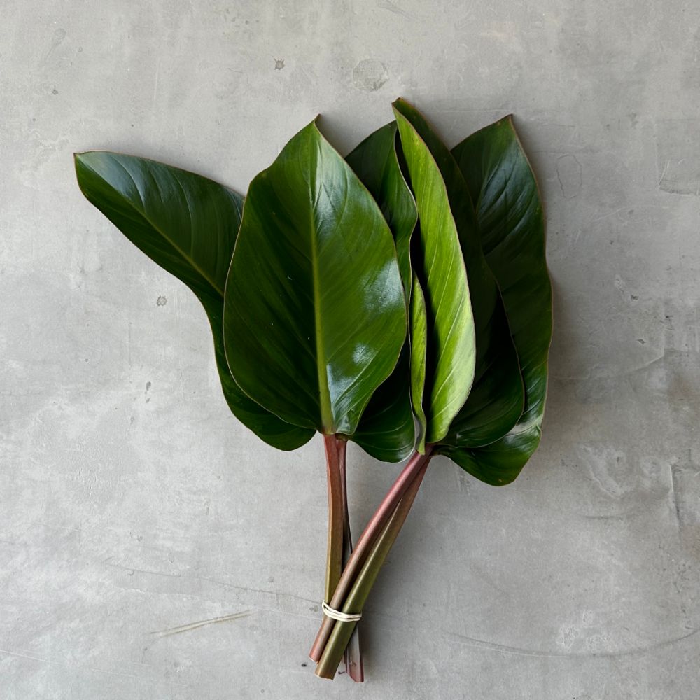 Philodendron Beauty