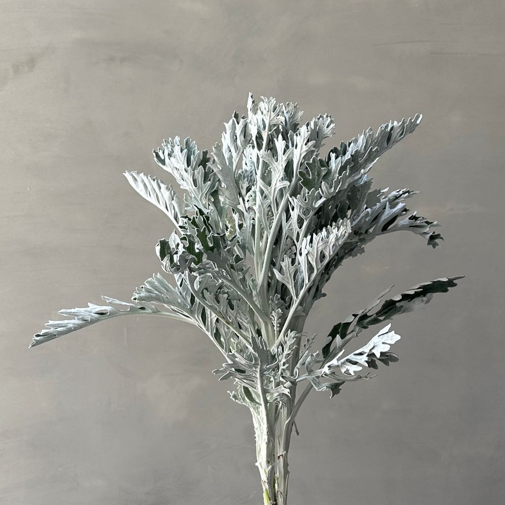 Senecio Maritima
