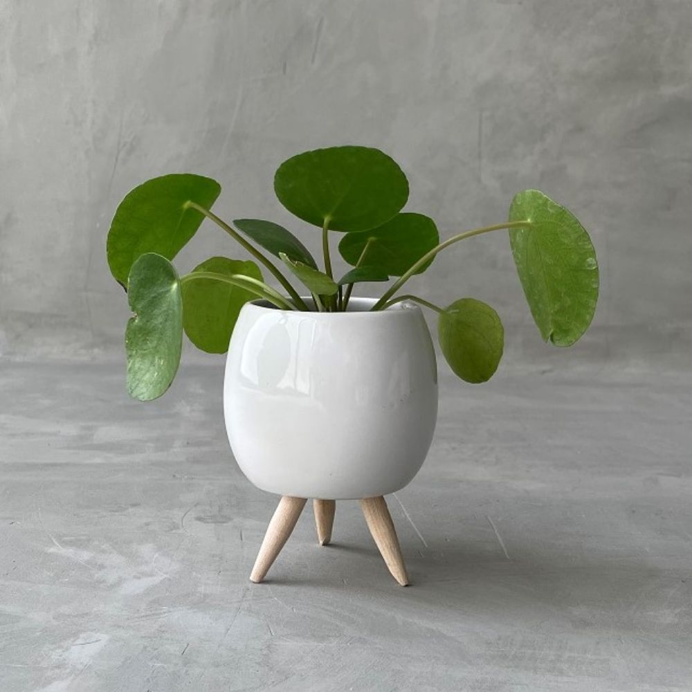 Pilea Peperomioides B