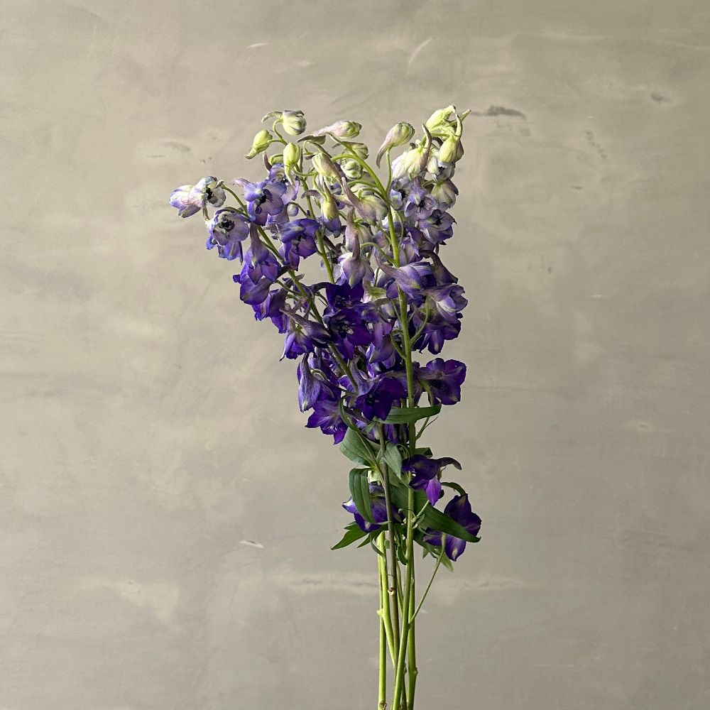 Delphinium Si Deldonna 