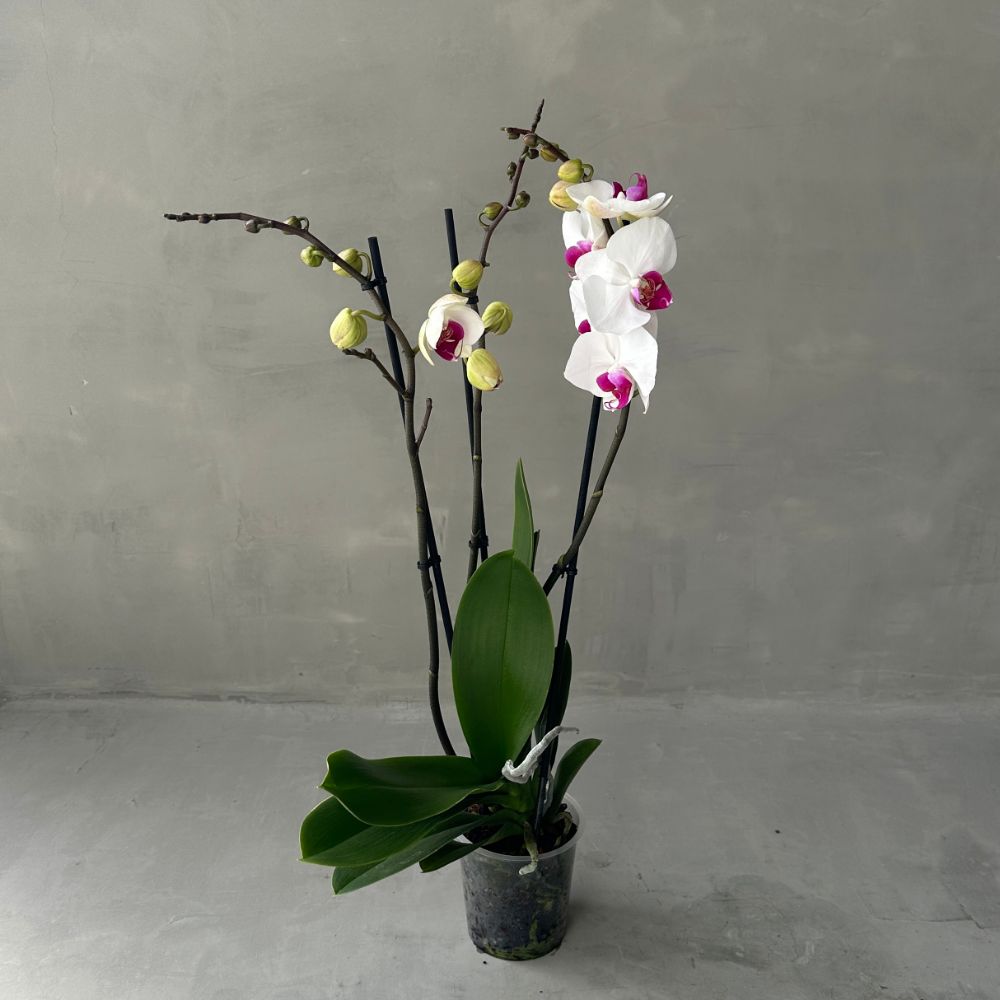 Phalaenopsis DW