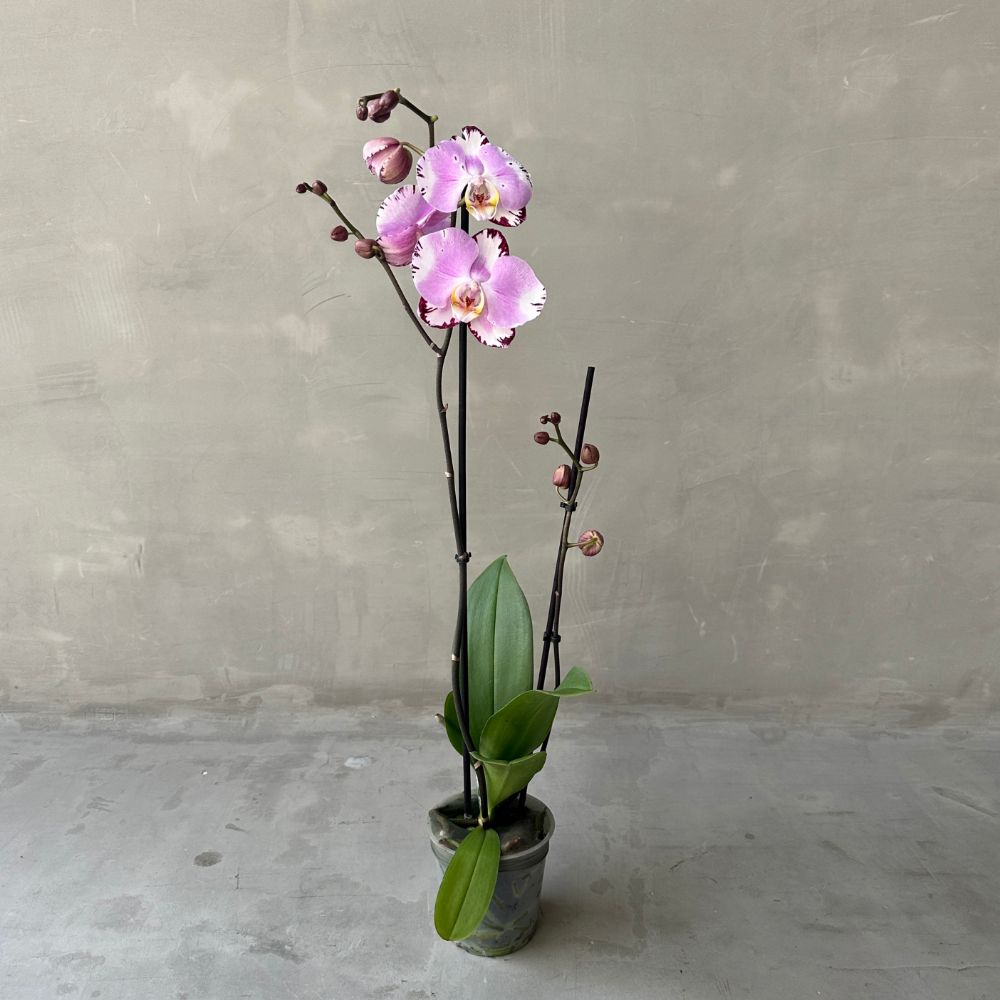 Phalaenopsis Martine