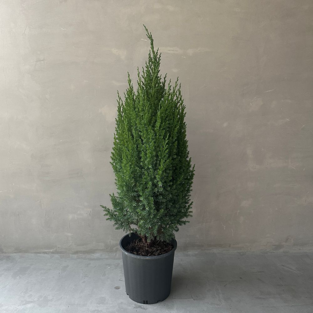 Juniperus Stricta G