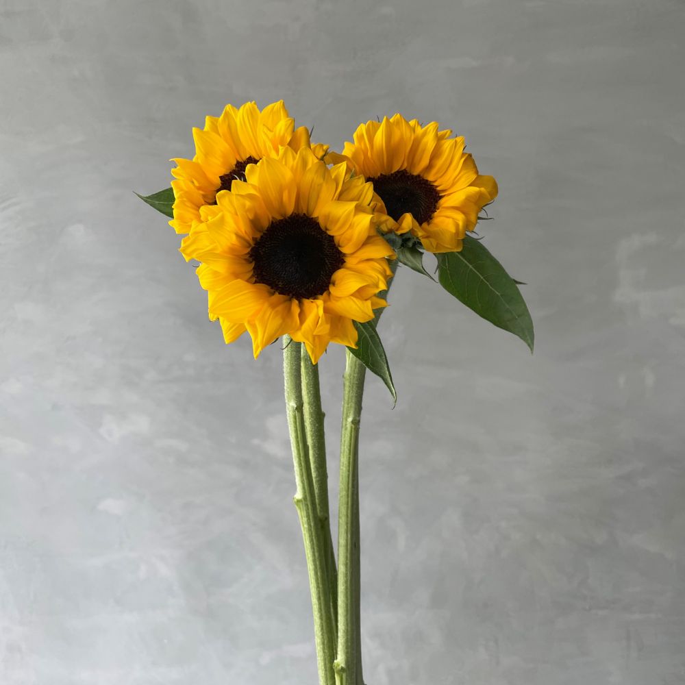 Sunflower Sunrich