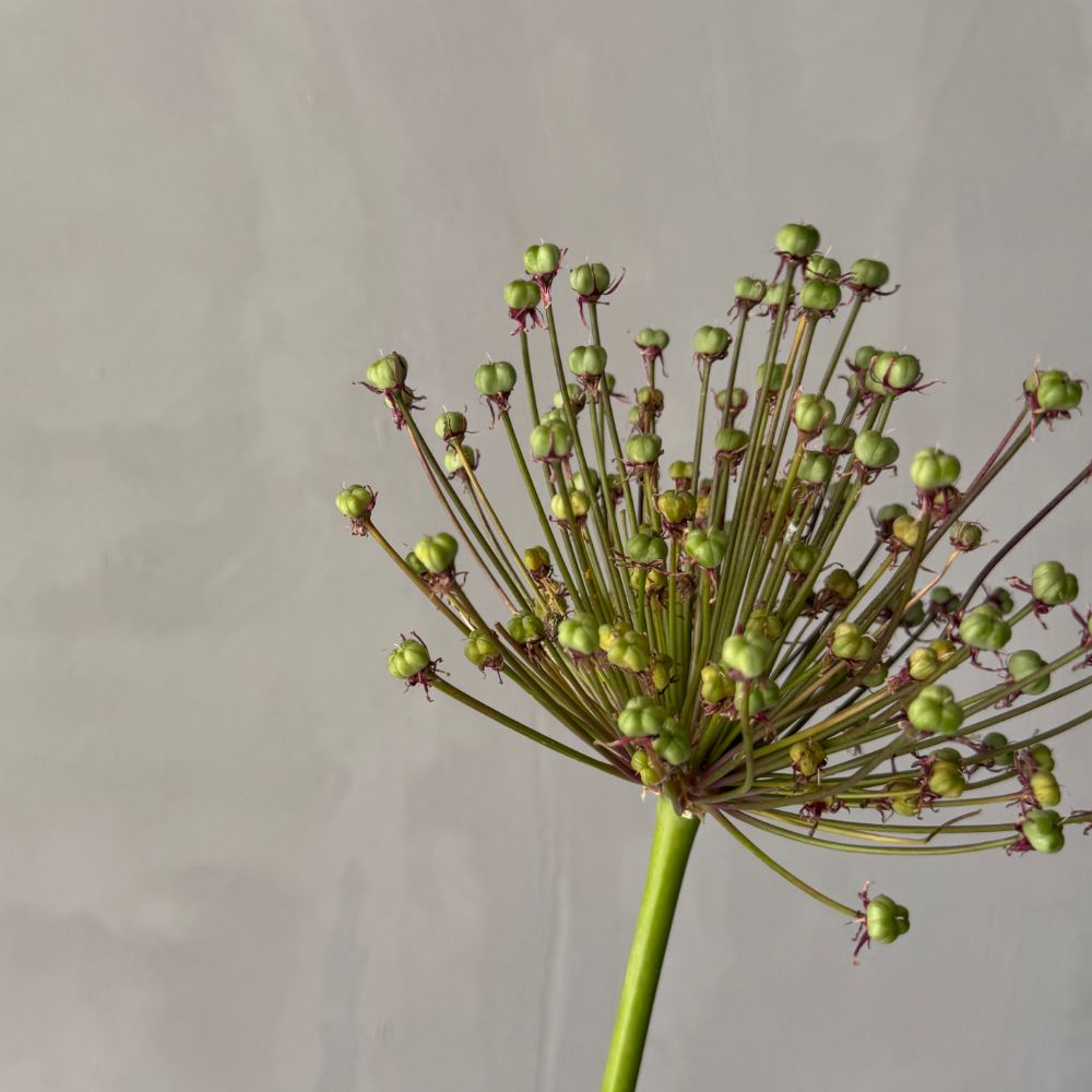 Allium Schubertii Spider