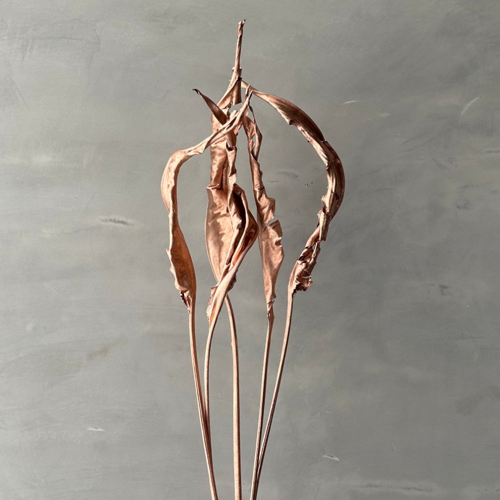 Strelitzia Dried Copper 