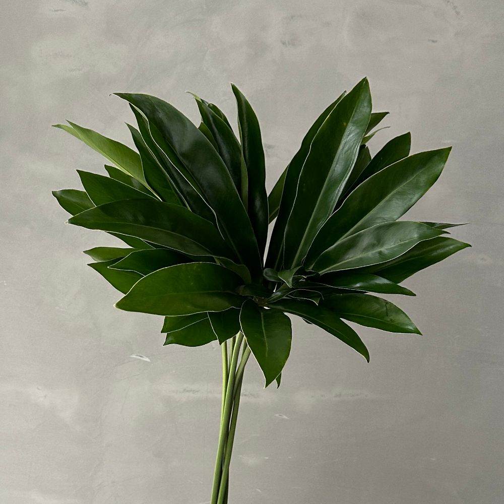 philodendron Fun Bun