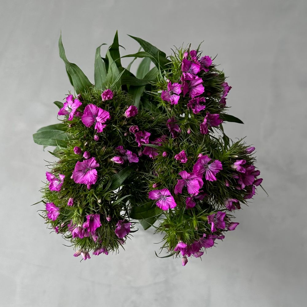 Dianthus Br Violet