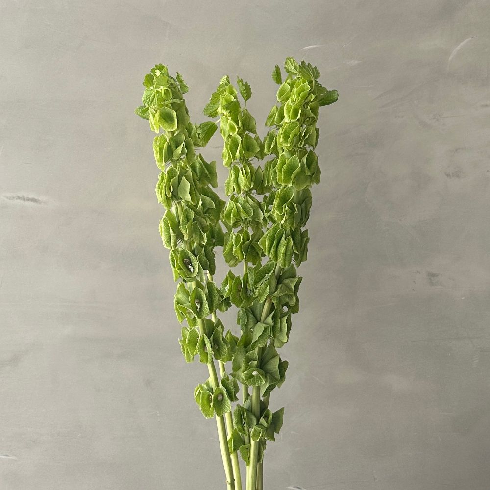 Moluccella