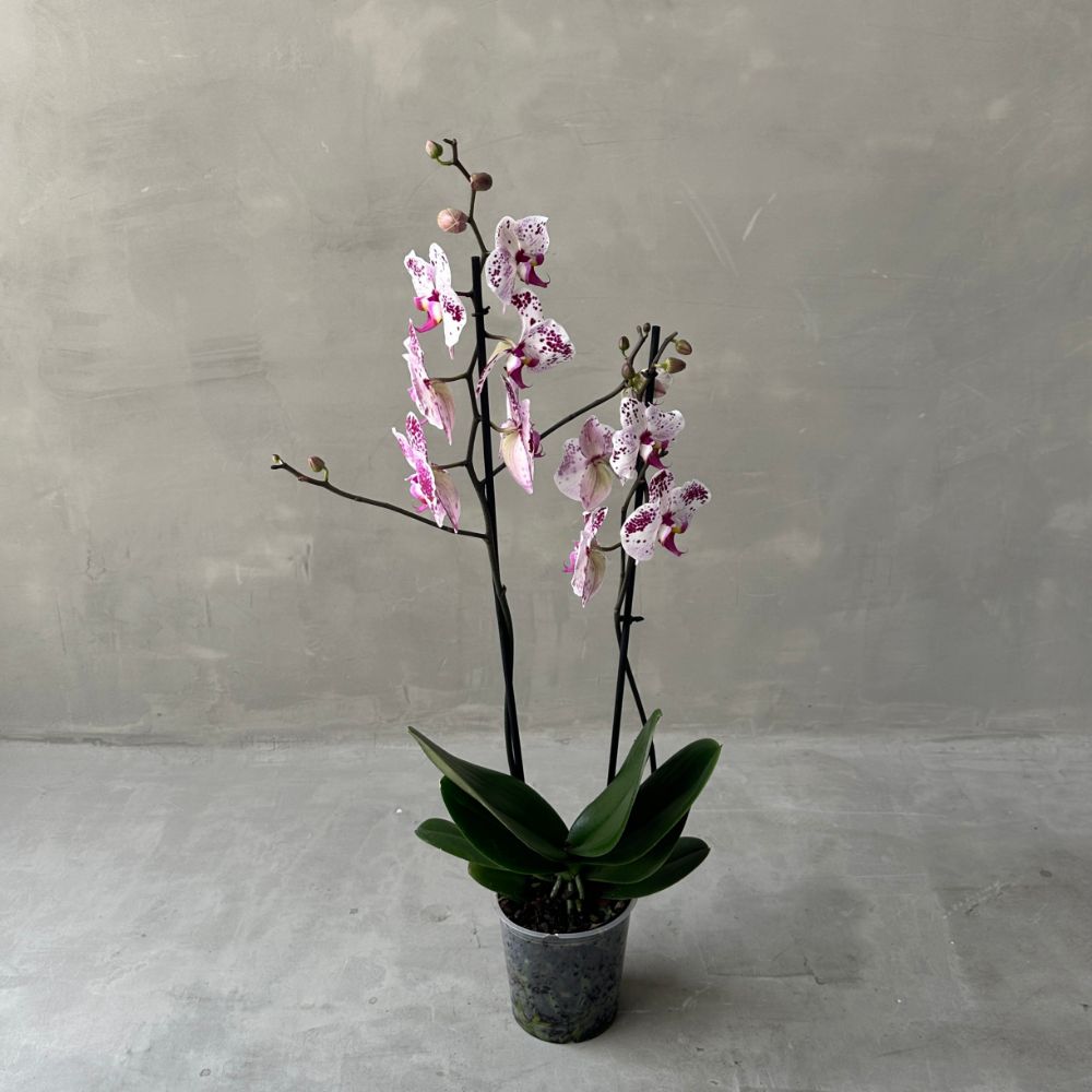 Phalaenopsis PD