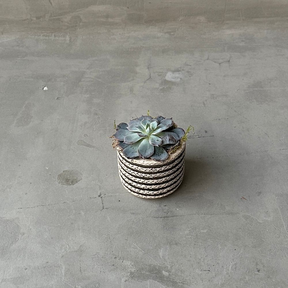 Succulenten V03