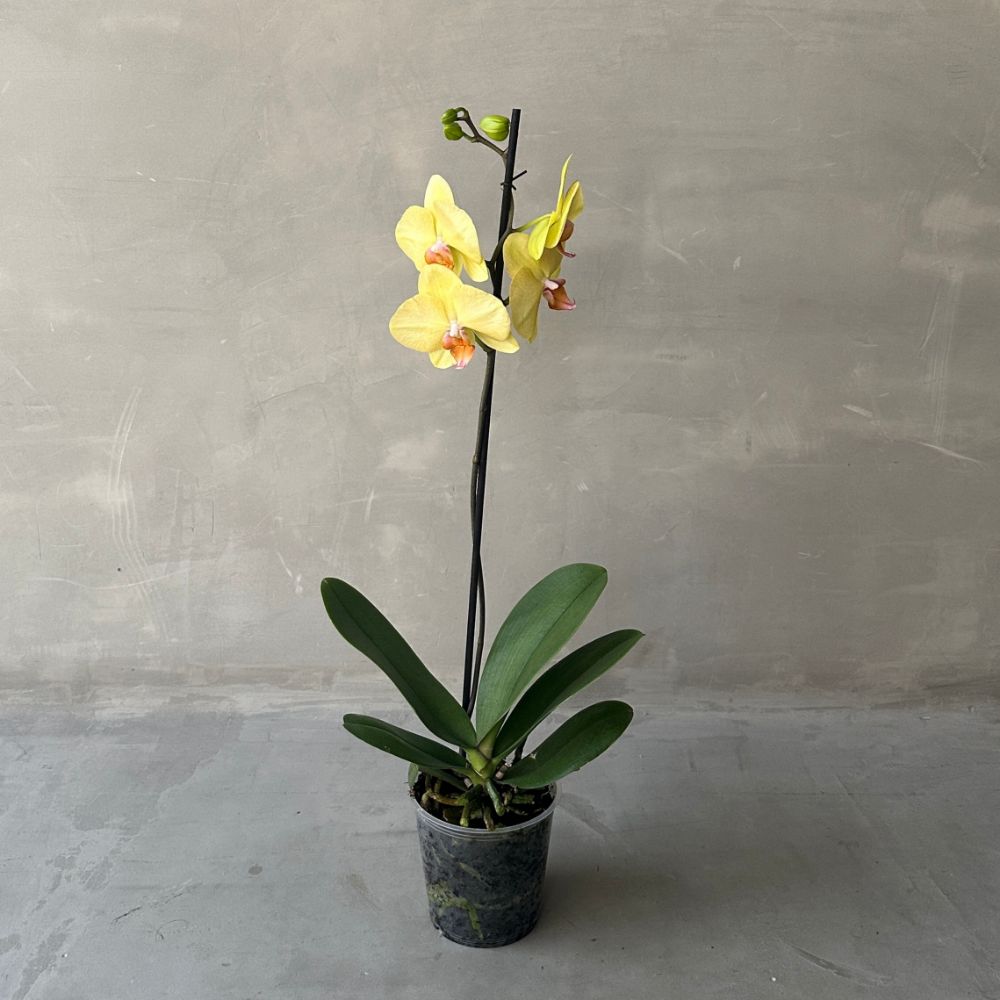 Phalaenopsis PH3