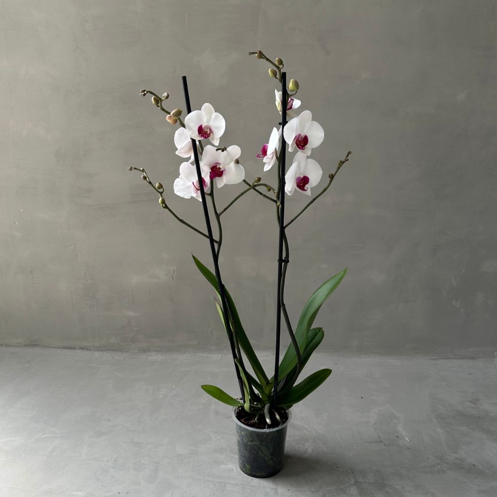 Phalaenopsis ZR