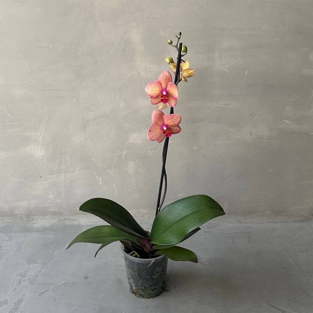 Phalaenopsis PH4