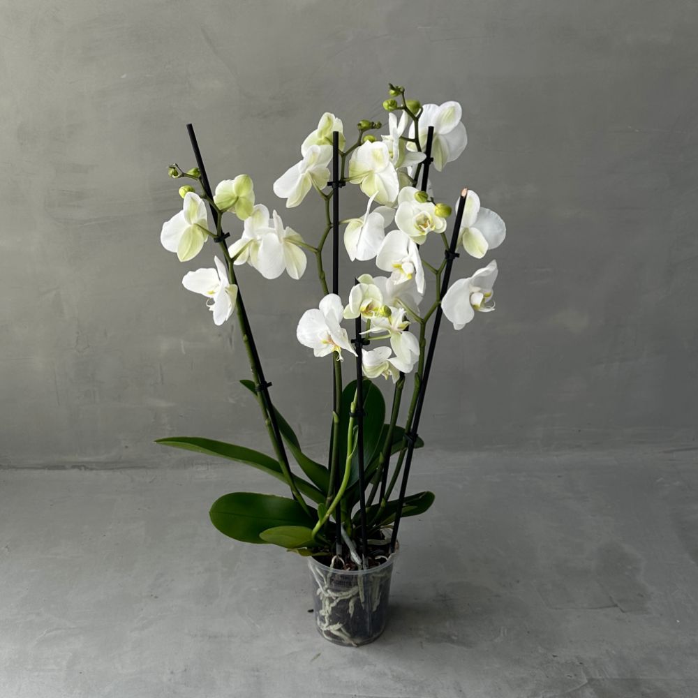 Phalaenopsis White 5 stems
