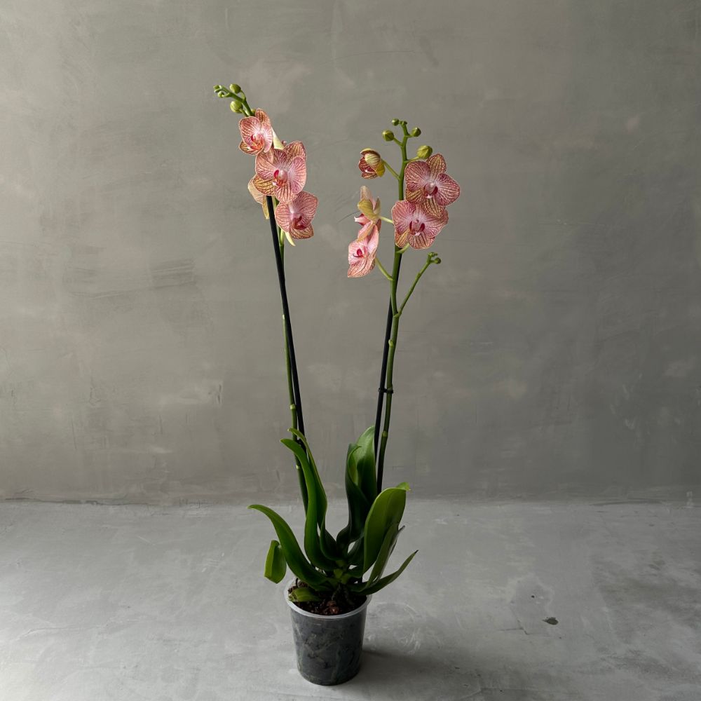 Phalaenopsis ZP