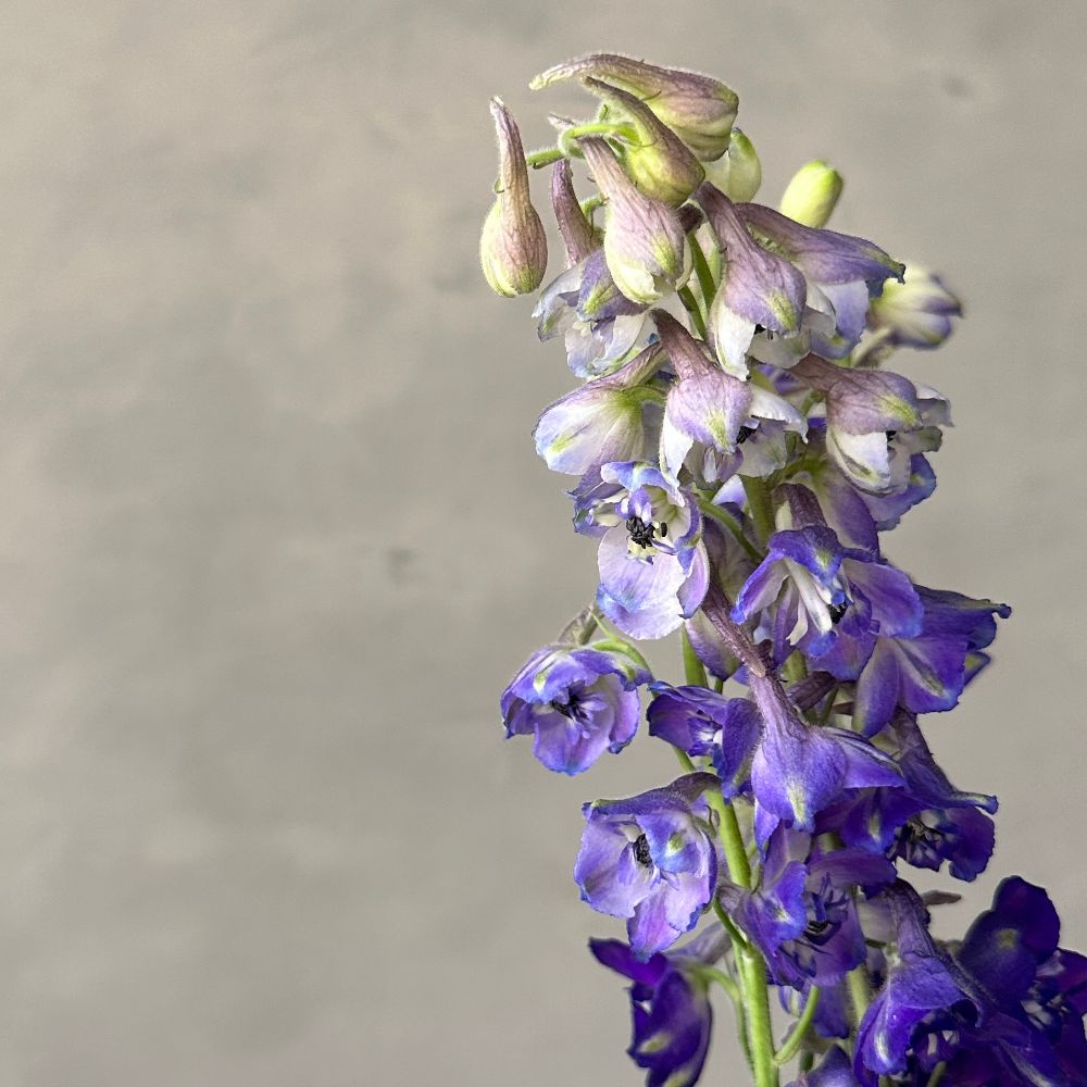 Delphinium Si Deldonna 