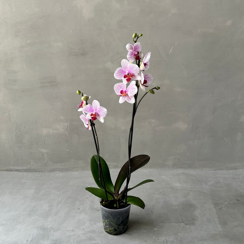 Phalaenopsis PLP