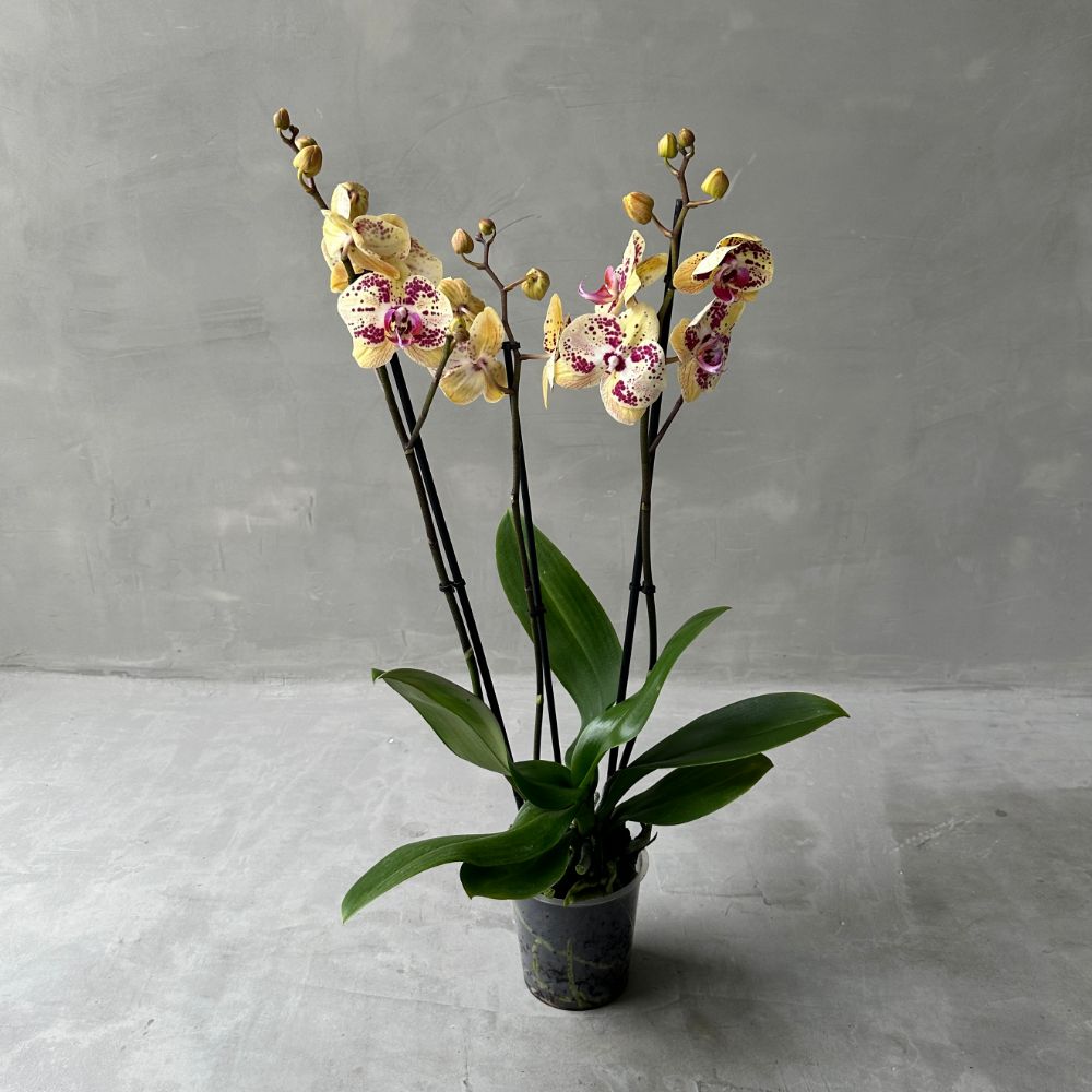Phalaenopsis YR