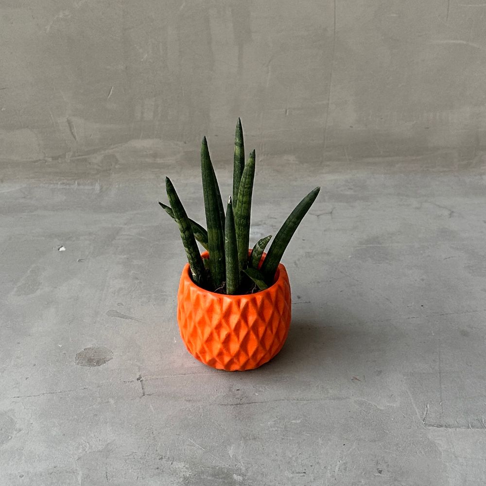 Sansevieria M02