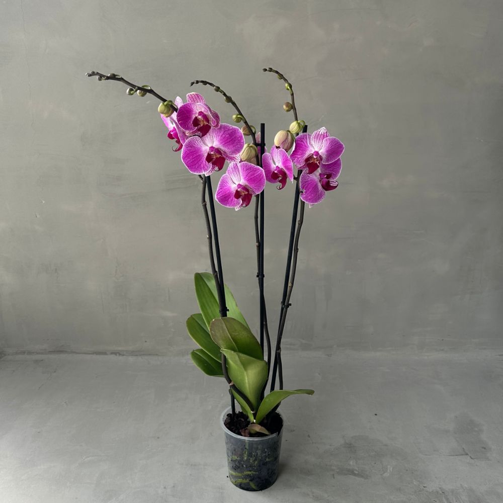 Phalaenopsis DP