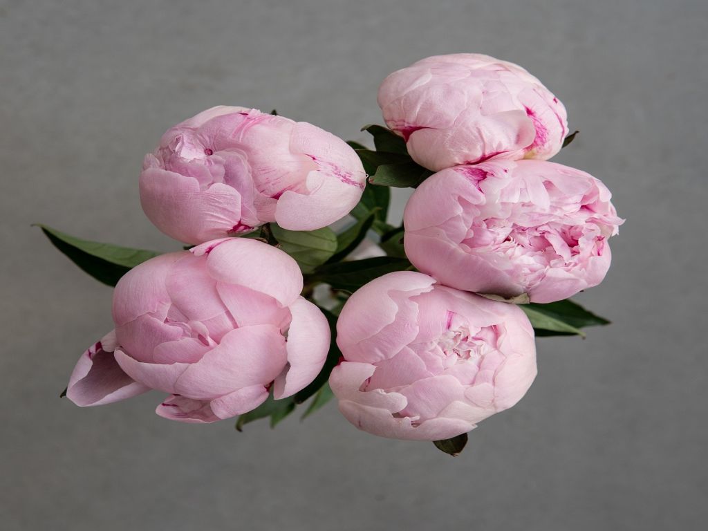 زهور طبيعية