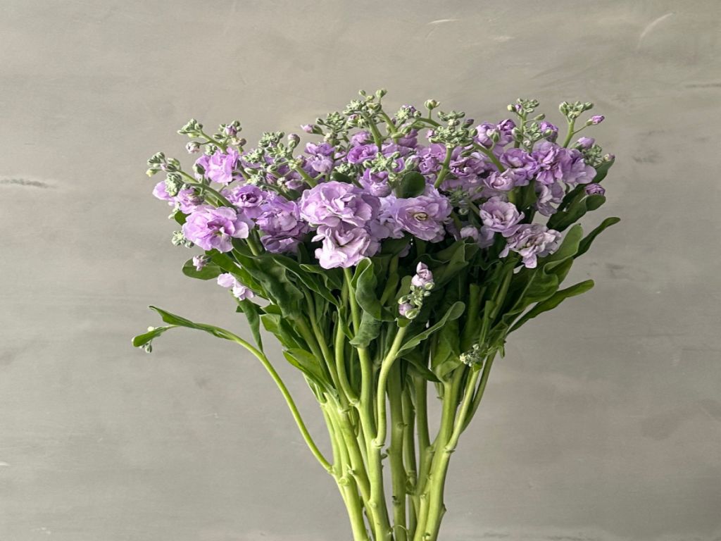 Matthiola Spray (Stock)