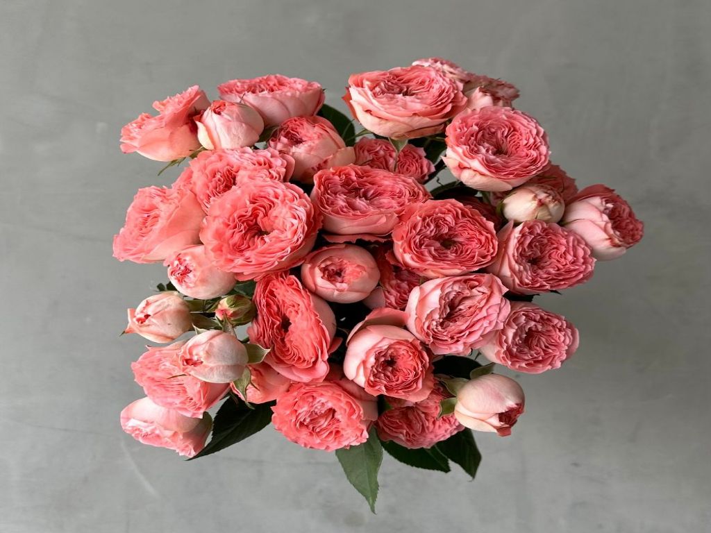 Spray Garden Roses